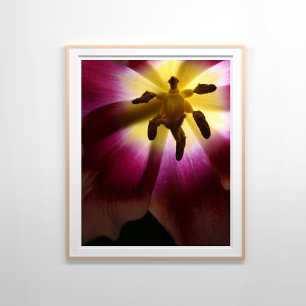 Pink Tulip Still Life Photography Poster