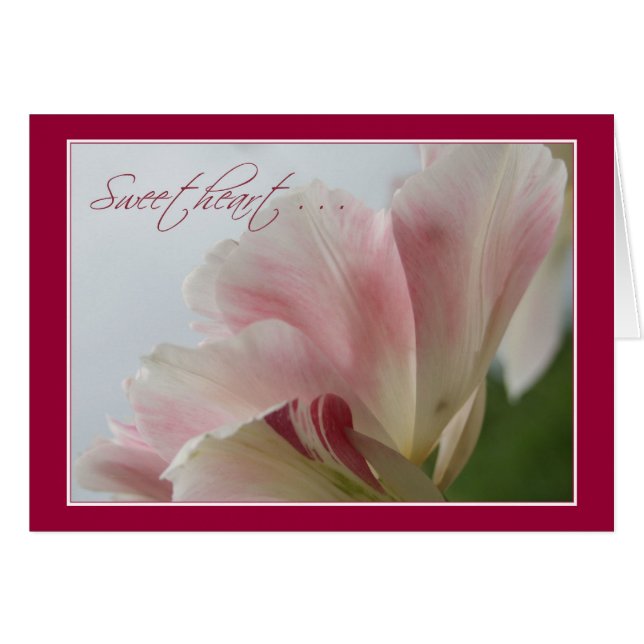 PINK TULIP ~ Sweetheart (Front Horizontal)