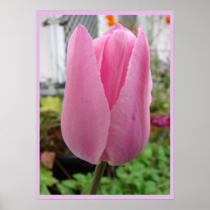Pink Tulip Tulips Floral Flower Garden Poster