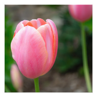 Pink Tulip Wall Decor Photo Print