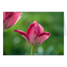 pink tulip with dew drops