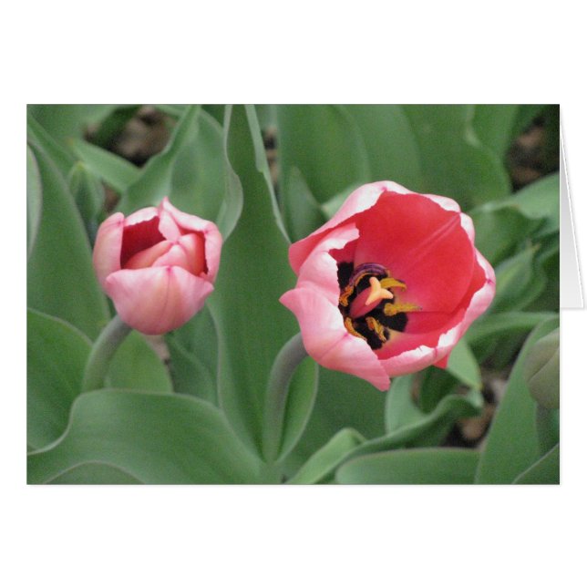 Pink Tulips (Front Horizontal)