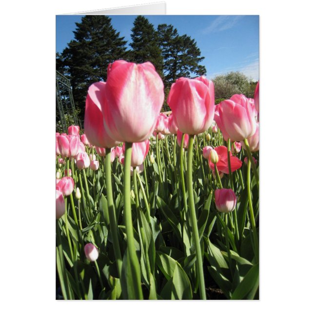 Pink Tulips (Front)