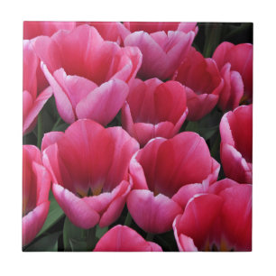 Pink tulips beauty ceramic tile