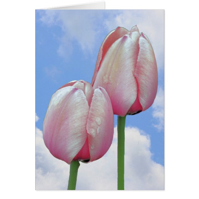 Pink Tulips Blue Sky Clouds Nature Card (Front)