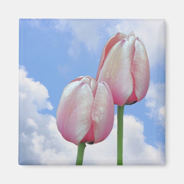 Pink Tulips Blue Sky Floral Magnet (Front)