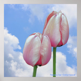 Pink Tulips Blue Sky Nature Floral Print