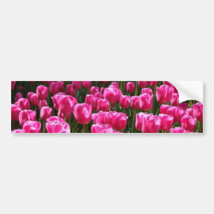 Pink Tulips Bumper Sticker