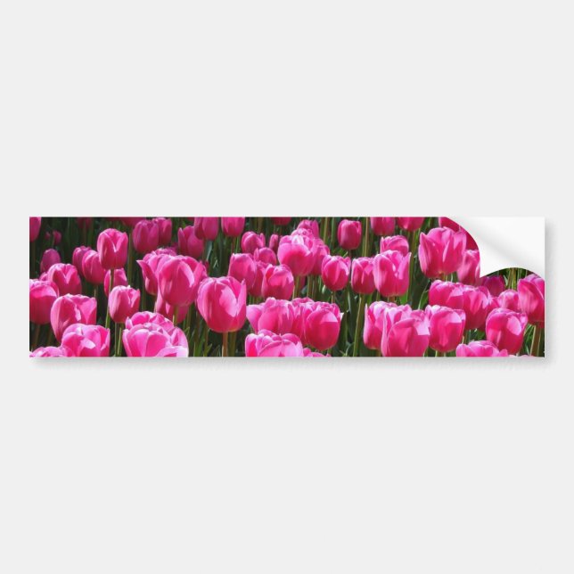 Pink Tulips Bumper Sticker (Front)