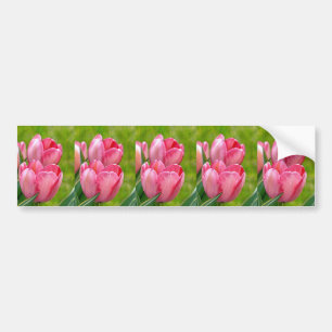 Pink Tulips Bumper Sticker