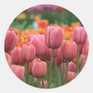 pink tulips classic round sticker