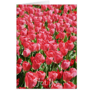 Pink tulips field