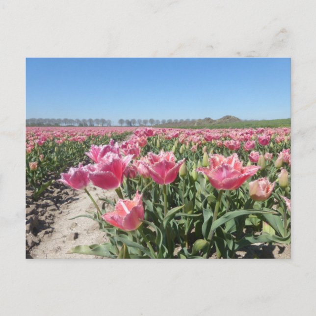 Pink Tulips Field Landscape DIY Postcard (Front)
