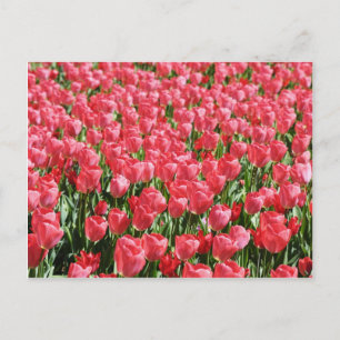 Pink tulips field postcard