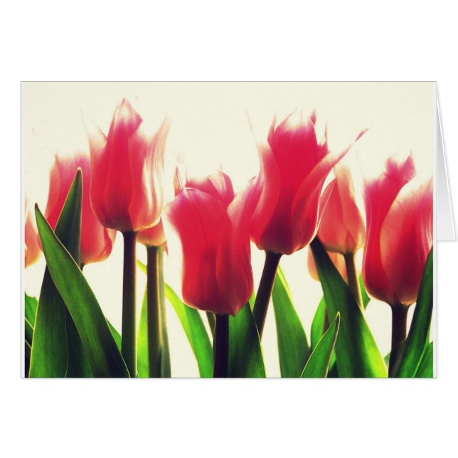 Pink Tulips Flowers (Front Horizontal)