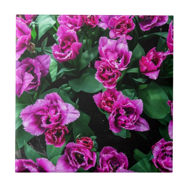Pink tulips flowers ceramic tile (Front)