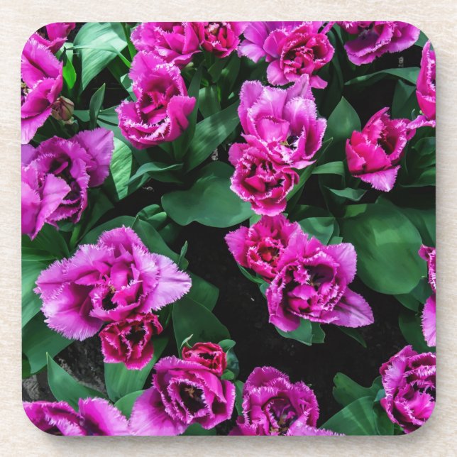 Pink tulips flowers coaster (Front)