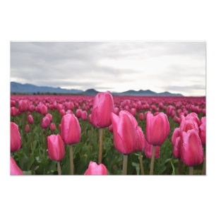 Pink Tulips Flowers Photo Poster