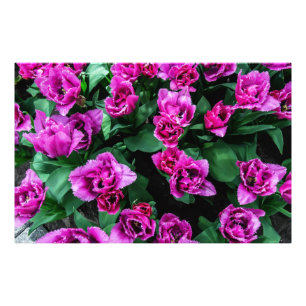 Pink tulips flowers photo print