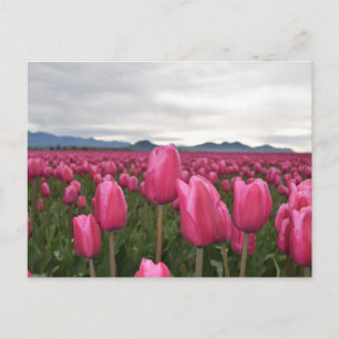 Pink Tulips Flowers Postcard