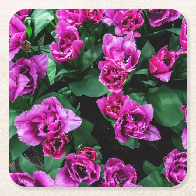 Pink tulips flowers square paper coaster (Front)