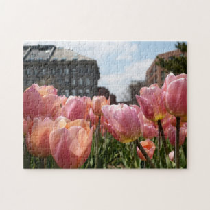 Pink Tulips in Boston's North End Jigsaw Puzzle