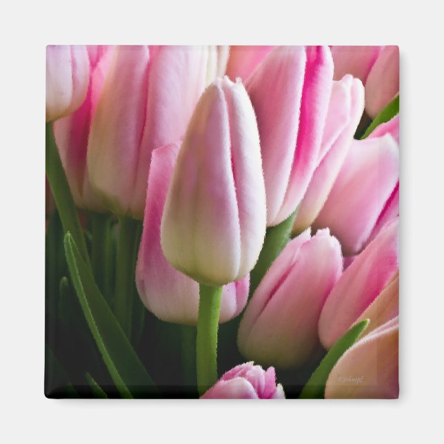 Pink Tulips Magnet (Front)