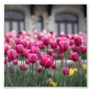 Pink Tulips - Montreal (Print) Photo Print