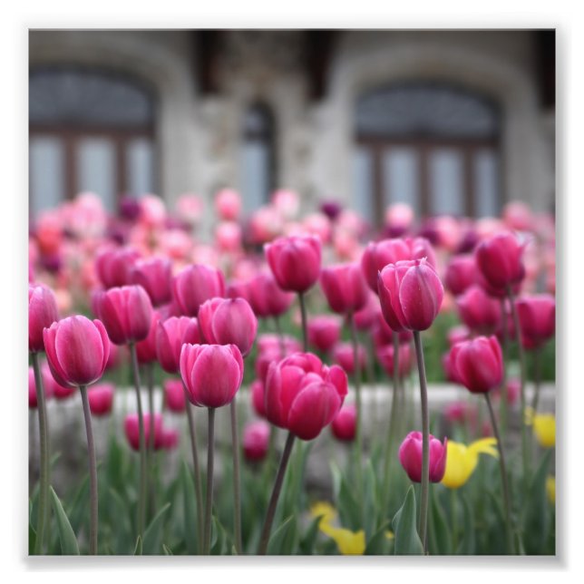 Pink Tulips - Montreal (Print) Photo Print (Front)
