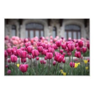 Pink Tulips - Montreal (Print) Photo Print