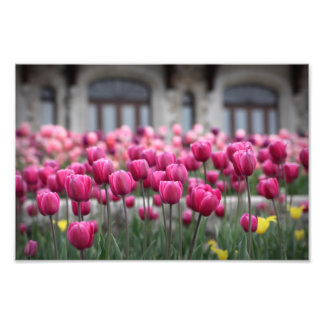 Pink Tulips - Montreal (Print) Photo Print