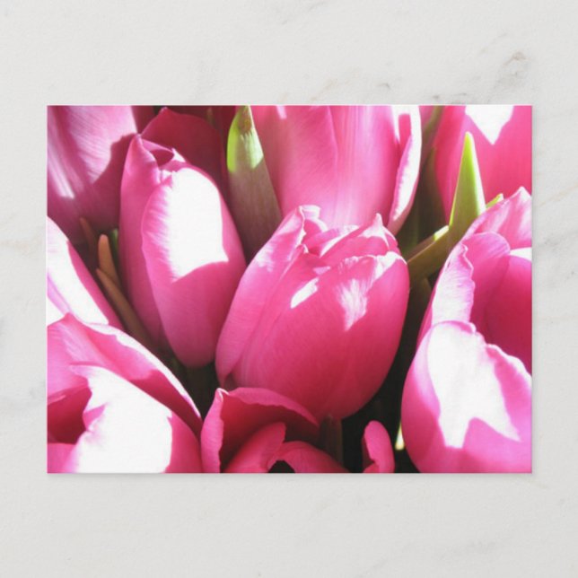 Pink Tulips Postcard (Front)