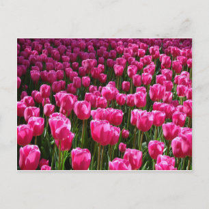 Pink Tulips Postcard