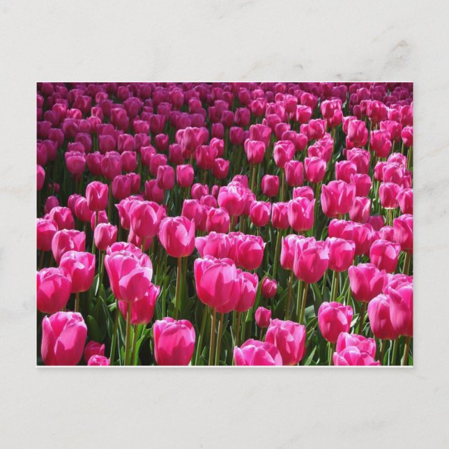 Pink Tulips Postcard (Front)