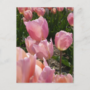 Pink Tulips Postcard