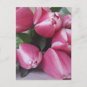 Pink Tulips Postcard