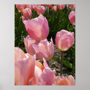 Pink Tulips Poster