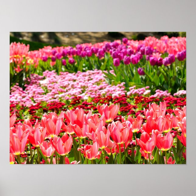 Pink tulips poster (Front)