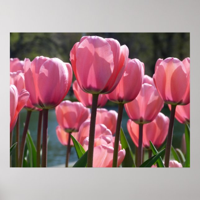 Pink Tulips Poster (Front)