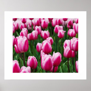 Pink Tulips Poster