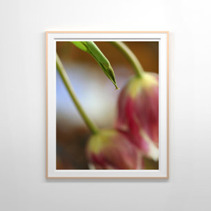 Pink Tulips Still Life Poster