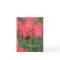 Pink Tulips Thank You