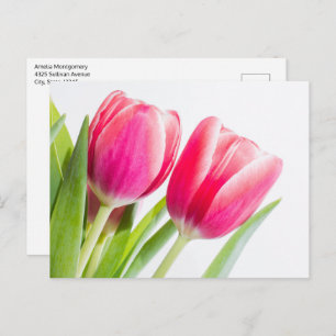 Pink Tulips with Green Leaves Photo Postcard