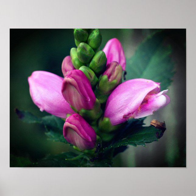 Pink Turtlehead Flower Close Up Poster (Front)