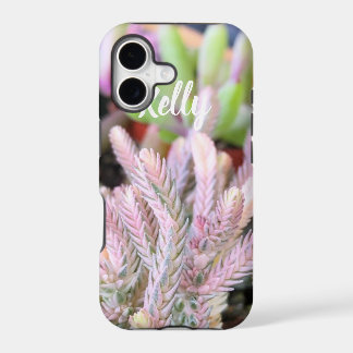 Pink Variegated Crassula Watch chain succulent