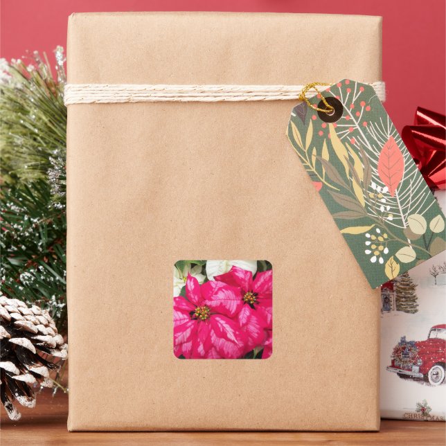 Pink Variegated Poinsettias Holiday Square Sticker (Holiday)