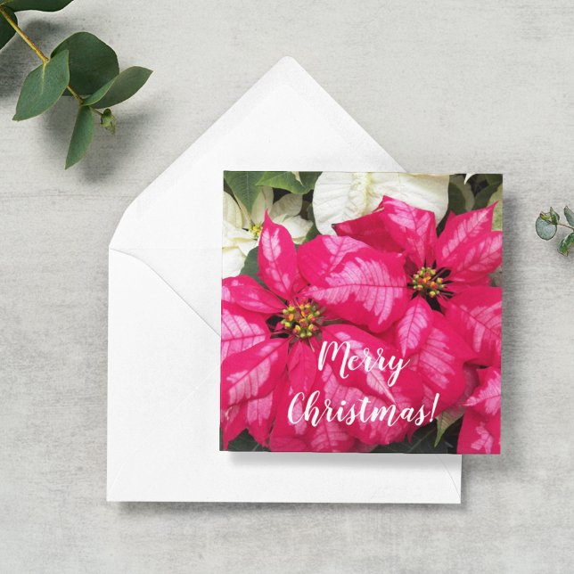 Pink Variegated Poinsettias Personalised Holiday Card (In Situ)