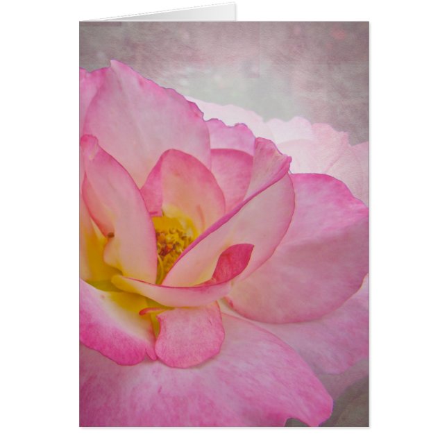 Pink Victorian Rose (Front)