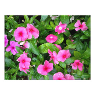 Pink Vinca Flower Bush Photo Print