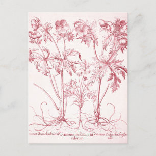 Pink Vintage Botanical Art Postcard